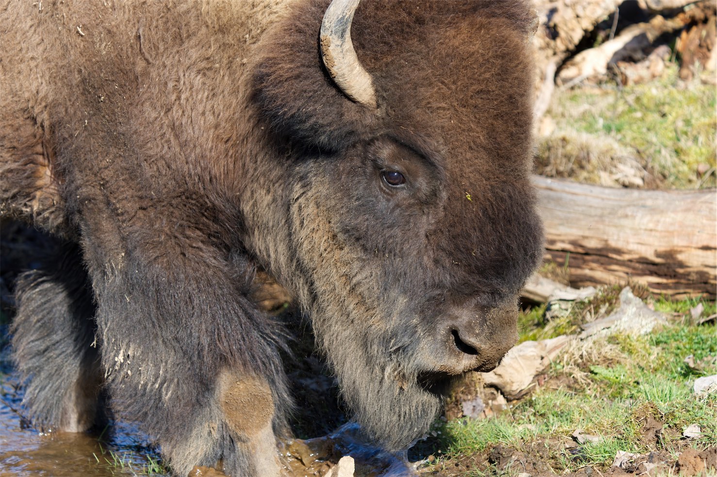 Bison 0315